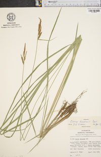 Carex haydenii image