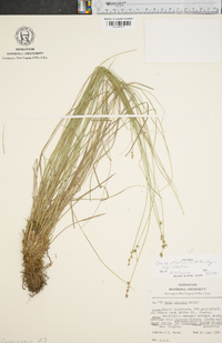 Carex atlantica subsp. atlantica image