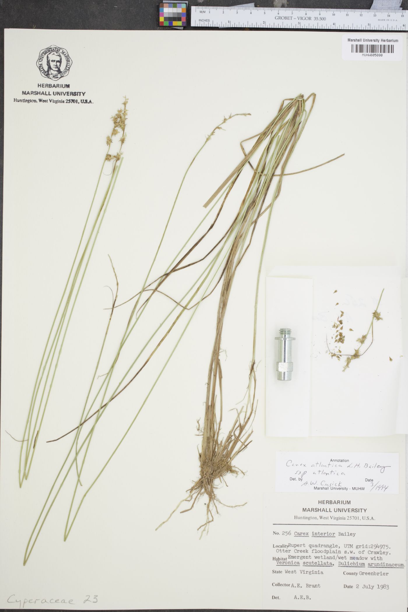 Carex atlantica subsp. atlantica image