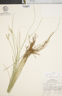 Carex atlantica subsp. atlantica image