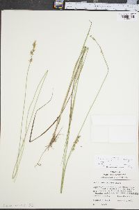 Carex atlantica subsp. atlantica image