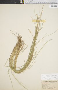 Carex atlantica subsp. atlantica image