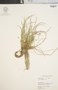 Carex jamesii image