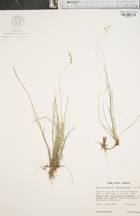 Carex lucorum image