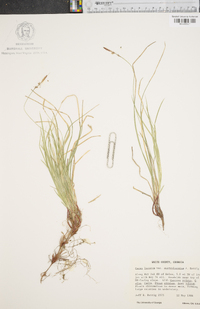 Carex lucorum image