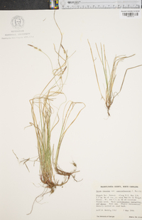 Carex lucorum image