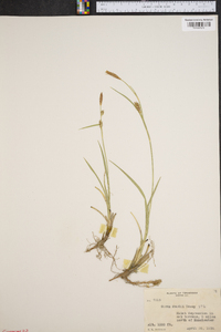 Carex meadii image