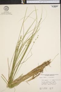 Carex muricata image