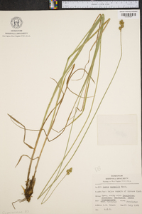 Carex normalis image