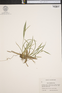 Carex oligocarpa image