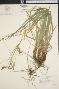 Carex oxylepis image