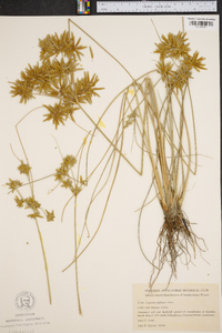 Carex oxylepis image