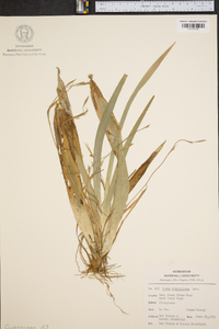 Carex plantaginea image