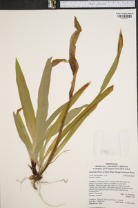 Carex plantaginea image