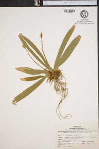 Carex plantaginea image