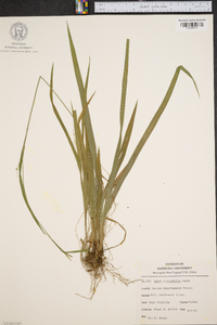 Carex platyphylla image