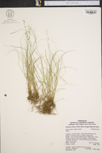 Carex radiata image