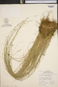 Carex radiata image