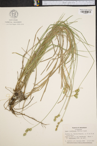 Carex reniformis image