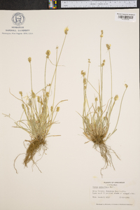 Carex retroflexa image