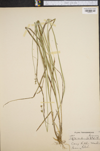 Carex ruthii image