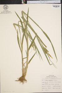 Carex scabrata image