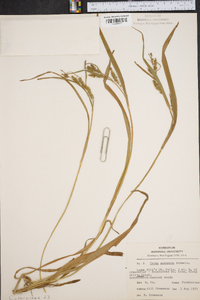 Carex scabrata image