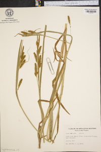 Carex scabrata image