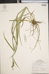 Carex scabrata image