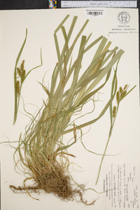 Carex scabrata image