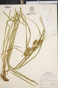 Carex squarrosa image