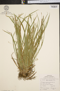 Carex striatula image