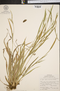 Carex striatula image