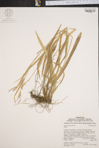 Carex striatula image