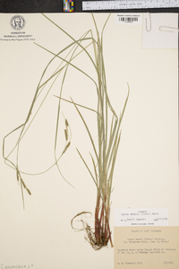 Carex swanii image