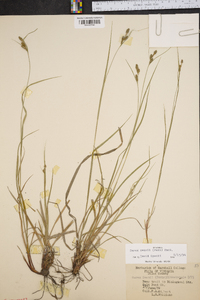 Carex swanii image