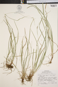 Carex swanii image