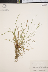 Carex swanii image