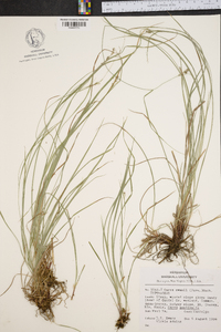 Carex swanii image