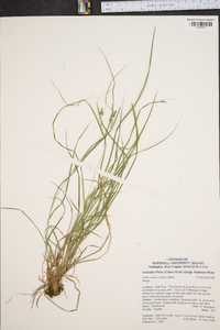 Carex swanii image