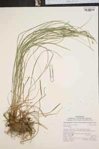 Carex swanii image