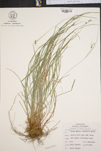 Carex swanii image