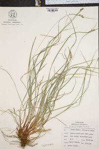 Carex swanii image