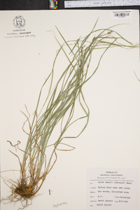 Carex swanii image