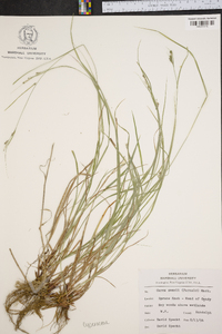 Carex swanii image