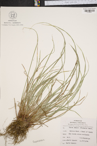 Carex swanii image