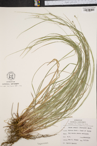 Carex swanii image