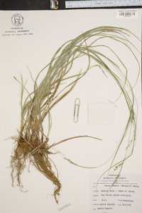 Carex swanii image