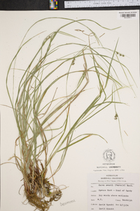 Carex swanii image