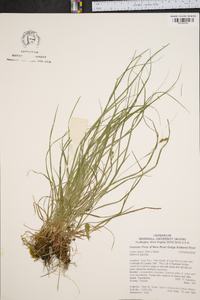 Carex swanii image